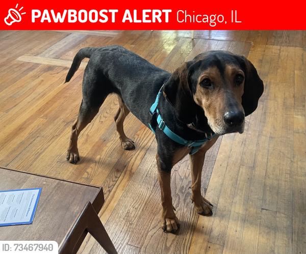 Derek, the black-and-brown coonhound pictured in his original PawBoost notice