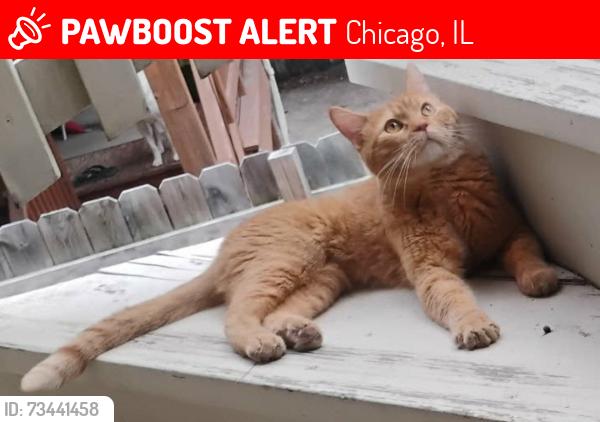 Gary, missing cat