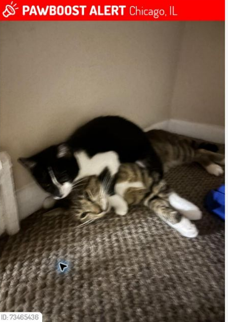 Oreo, the missing cat pictured in her original PawBoost notice