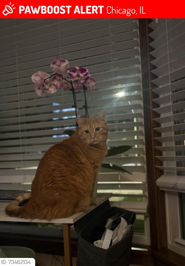 Pickles, the missing cat pictured in his original PawBoost notice